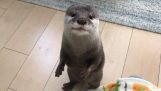 A otter is very talkative