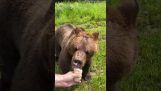 Björnen jagar en man efter lite glass