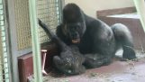 Gorilla-isä leikkii pienen poikansa kanssa