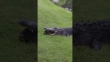 Żółw ucieka zębom aligatora