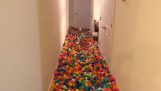 Adquiridos 5.400 bolas de plástico para o seu cão
