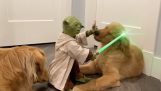 Maestro Yoda contra dos perros