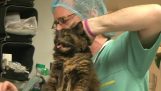 Um gato selvagem no veterinário