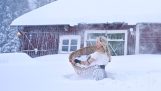 스칸디나비아 사람들이 옷을 세탁하는 방법