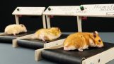 Hamsterlar için spor salonu koşu bandı