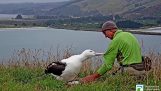Weighing the little albatross
