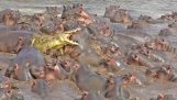 Ippopotamo: l'animale più pericoloso in Africa