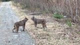 Two lynx in intense wrangling (Canada)