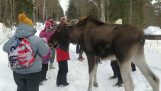 Un elan atacă turiștii (Rusia)