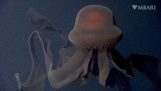 A giant jellyfish