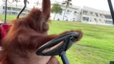 Orangutan řídí golfový vozík