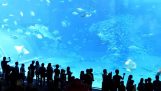 La mort d'une tonne dans l'aquarium d'Okinawa Churaumi
