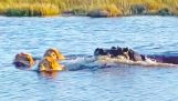 Hipopótamo ataca leões atravessando o rio