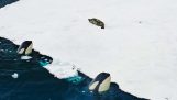 Chasse intelligente aux orques
