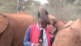 Bir fil, hortumuyla bir gazeteciyi taciz ediyor