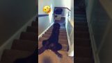 A dog descends a staircase with a strange technique