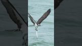 Osprey se vrhá do vody, aby chytal ryby