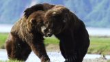 Súboj dvoch medveďov grizly