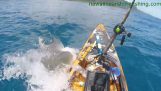 Shark attacks a kayak