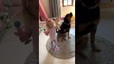 Ένα μικρό κορίτσι και ο σκύλος της τραγουδούν