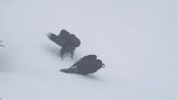 I corvi giocano nella neve