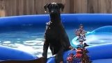 Guilty dog ​​caught by his owner playing in a pool