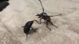 Dois besouros em luta de boxe