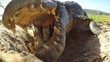 Mãe crocodilo carrega seus filhotes na boca
