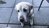 Blindengeleidehond helpt blind eigenares van bij Starbucks