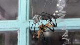 A nőstény pók megöli a hím párzás után