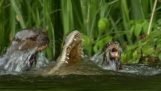 Familie av oter drepe en krokodille