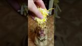 The dog who loves cheese