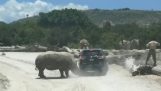 Rhino atakuje samochód (Meksyk)