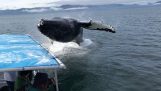 Whale gör splash mycket nära en båt