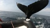 Baleia atinge um barco inflável com sua cauda