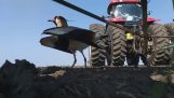 Гнездо птице на путу трактора