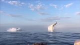 Three humpback whales jumping together in front of tourists