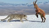 Λεοπάρδαλη κυνηγά αγριοκάτσικο σε γκρεμό