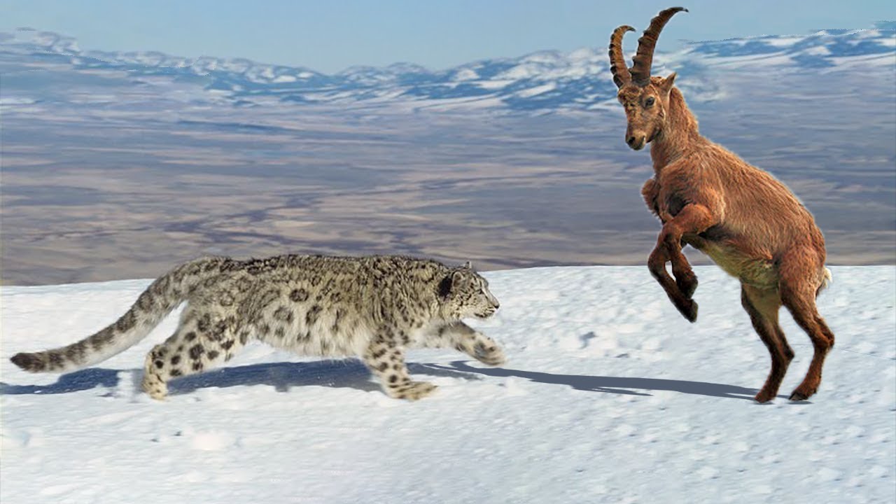 Взрослый зверь падающей. Снежный Барс и горный козел. Дальневосточный леопард охотится. Охота на леопардов. Охота леопарда на безоарового козла.