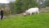 The cow who wants to play ball