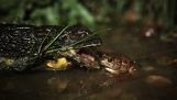 Ένας μικρός βάτραχος ξεφεύγει από μια κόμπρα αλλά…