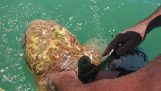Redning af en havskildpadde