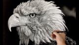 Ζωγραφίζοντας έναν λευκοκέφαλο αετό (Timelapse)