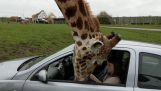 Girafa sparge o fereastră auto