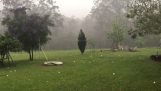 Kæmpe hagl i Australien