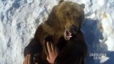 Como testar os dentes de um urso