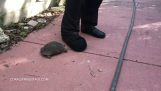 Η άγρια επίθεση της χελώνας