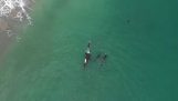 Killer whales are approaching a swimmer (New Zealand)