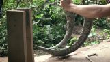 Making a wood arc, buffalo horns and tendons