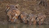 Mama tigru și puii ei sa oprit sete